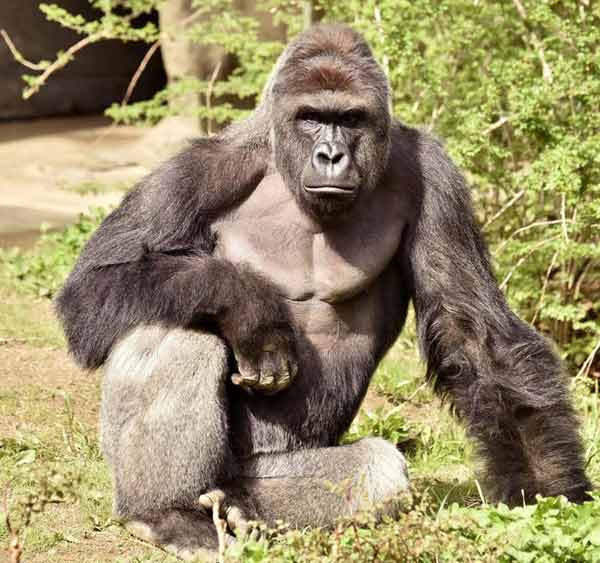 Killing of gorilla to save boy at Ohio zoo sparks outrage