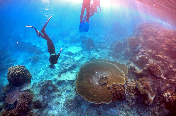 35% of northern and central Great Barrier Reef destroyed