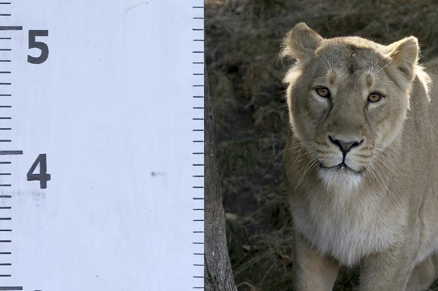 London Zoo's animals have annual weigh in