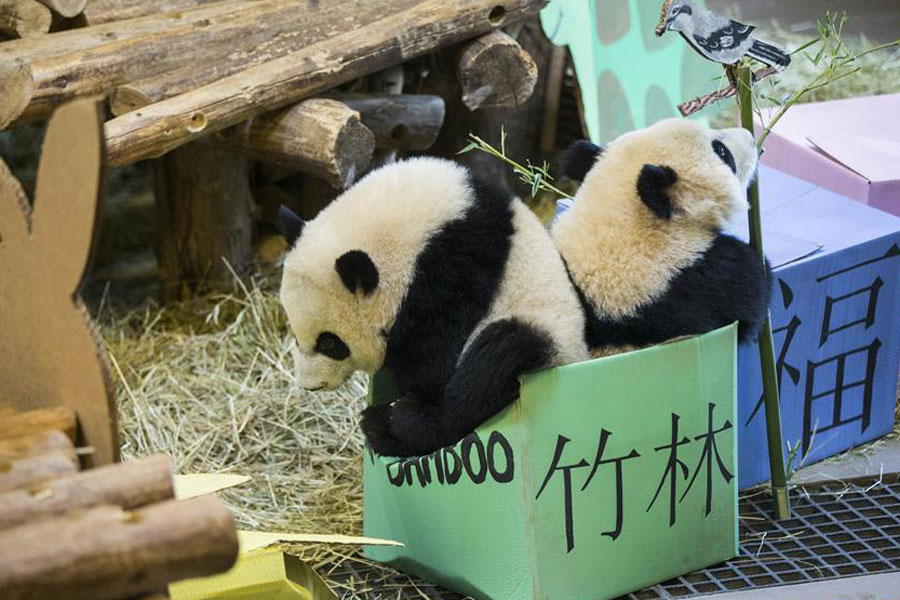Birthday celebration held for giant panda cubs at Toronto Zoo