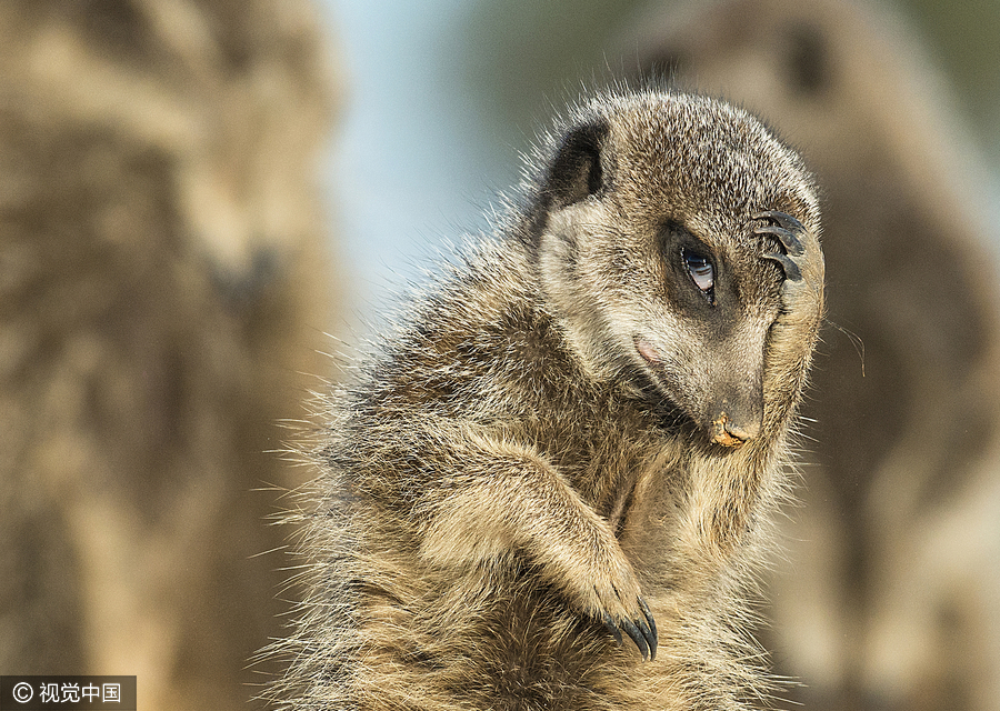 2016 Comedy Wildlife Photography Awards Finalists