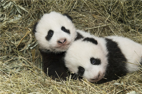 Twin panda cubs in Austria officially given names at ceremony