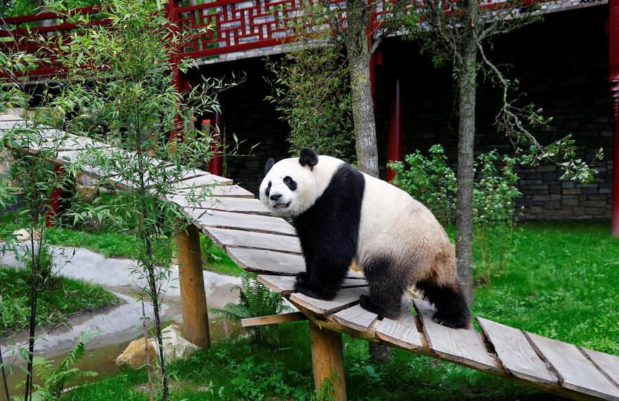 Regal giant pandas greet their subjects
