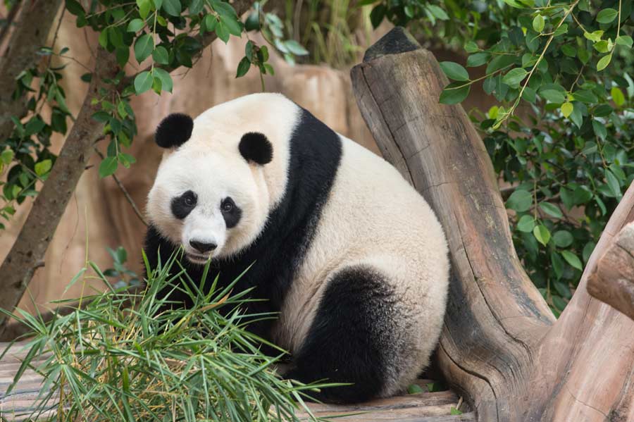 Giant pandas ready for public debut in Indonesia