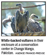 Vultures fight for their survival after drug devastates numbers